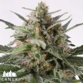 SEE031: AK x Critical Mass AUTO FEM Seeds